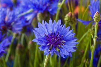 fiordaliso