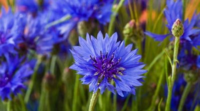 fiordaliso_400x222