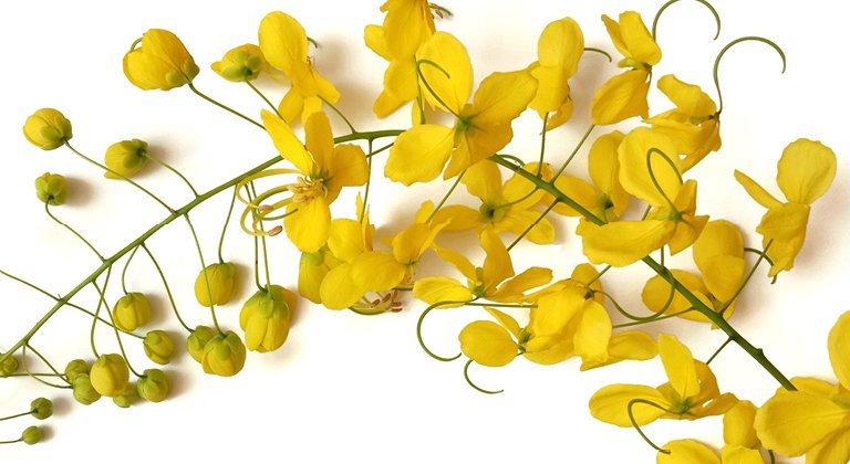 Cassia
