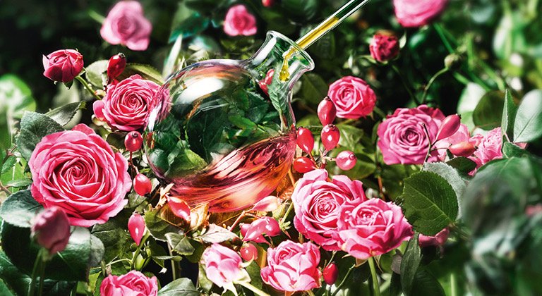 rosa