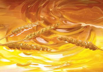 Olio di germe di grano