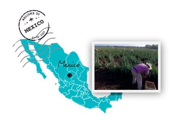 Coltivazione di aloe vera in Messico