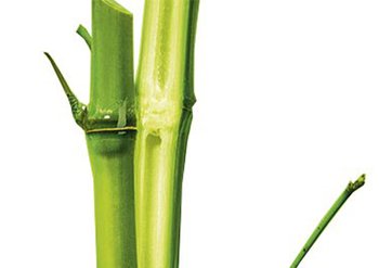 Ingrediente - Garnier