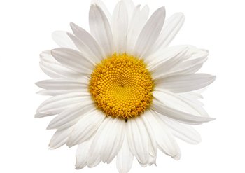 Ingrediente - Garnier