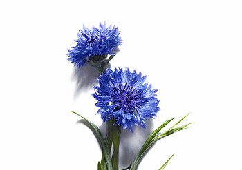 Ingrediente - Garnier