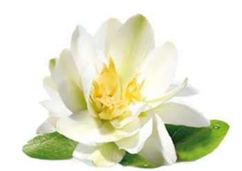 Ingrediente - Garnier