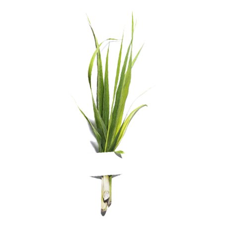 lemongrass ingredientgroup
