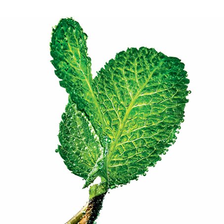 menta ingredientgroup