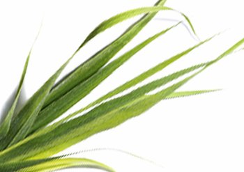 Ingrediente - Garnier