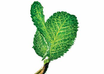 Ingrediente Estratto di foglie di menta Garnier